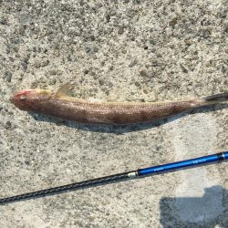 太刀魚×5、青物不発